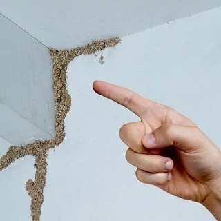 سم موریانه کش ترمیدور Termidor با ضمانت نسخه اورجینال ارسال رایگان