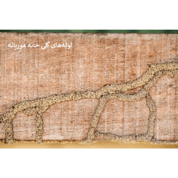 سم مورچه کش و موریانه کش همه فن حریف قدرتمند آمادرو ارسال رایگان