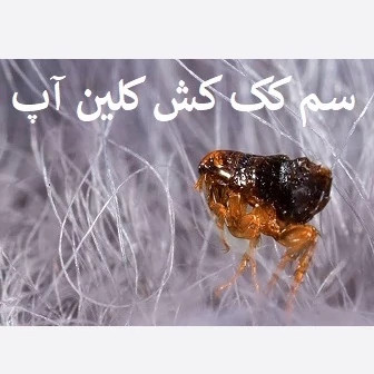 سم کک کش کلین آپ نابود کننده انوع کک ها ارسال رایگان
