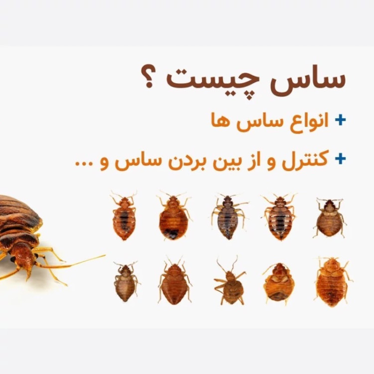سم ساس پیرانا تحت لیسانس ویران کننده در جهان ارسال رایگان