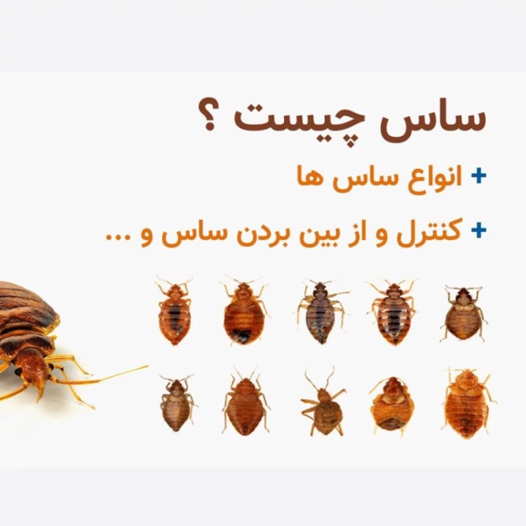 سم بدباگ اوت مبارز سرسخت ساس ارسال رایگان