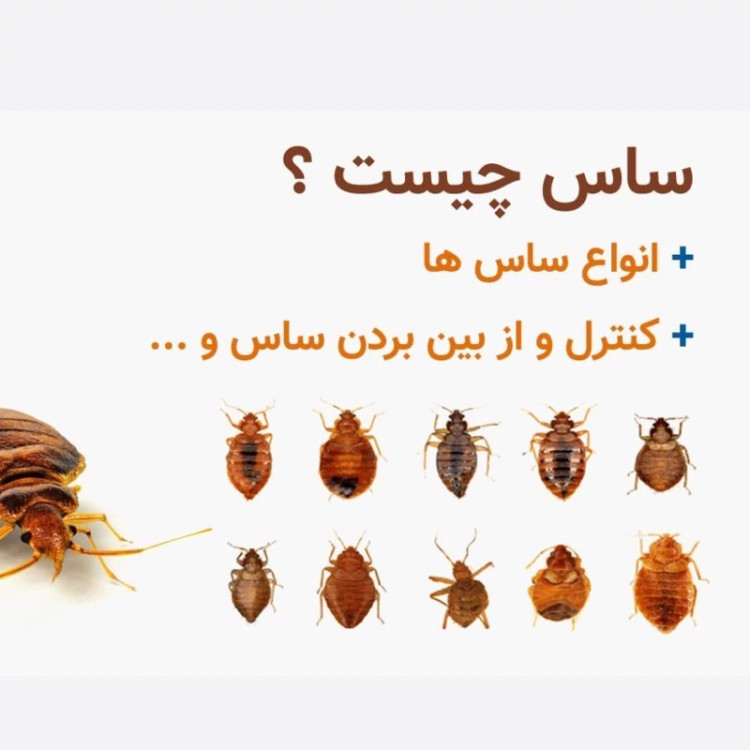 سم کشنده ساس پرومکس PROMAX هیولای مبارز ساس ها ارسال رایگان