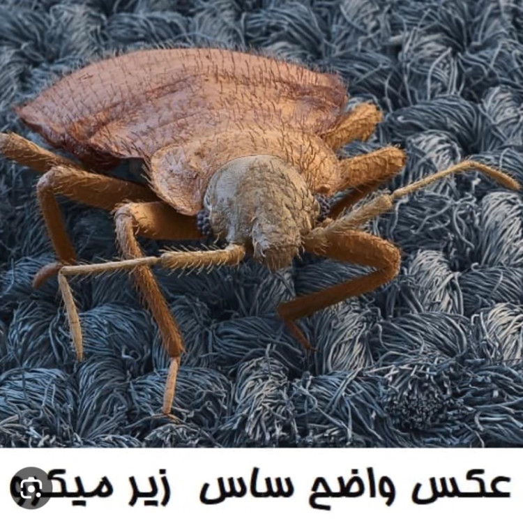 سم کشنده ساس پرومکس PROMAX هیولای مبارز ساس ها ارسال رایگان