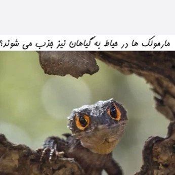 سم مارمولک کش آکوشام تحت لیسانس چینی ارسال رایگان