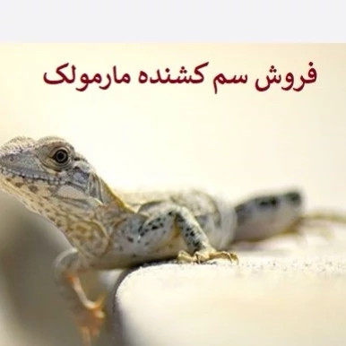 سم مارمولک کش آکوشام تحت لیسانس چینی ارسال رایگان