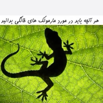 سم مارمولک کش آکوشام تحت لیسانس چینی ارسال رایگان