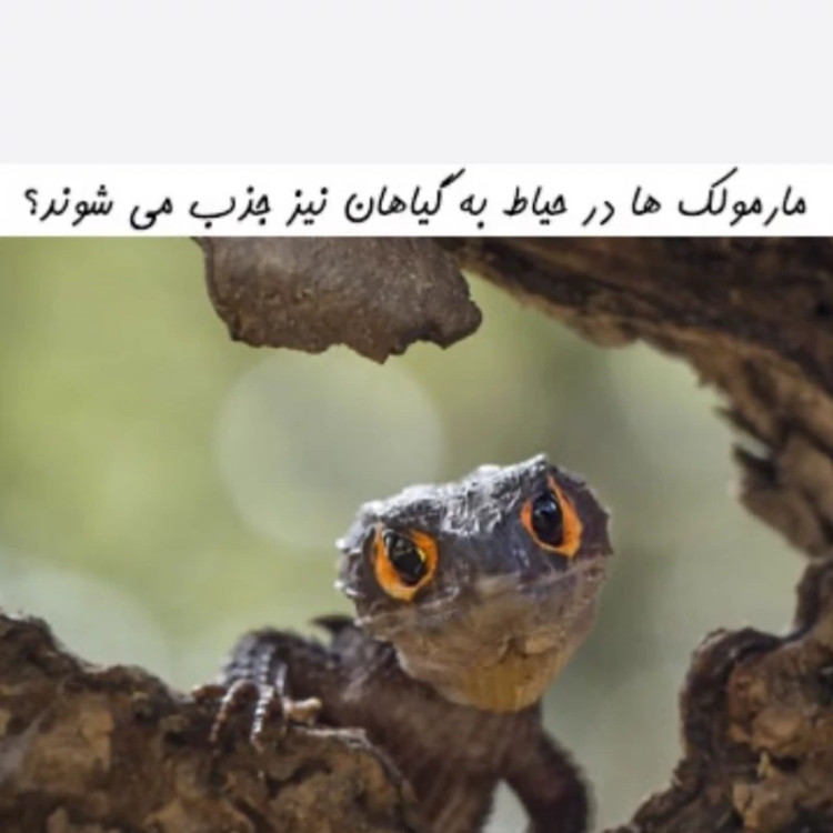 سم 4 لیتری مارمولک کش آکوشام چینی عمده ارسال رایگان