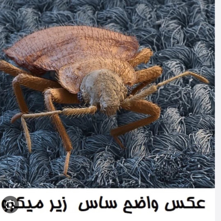 سم 10 لیتری پیرانا Pyranha نسخه اصلی اورجینال عمده ارسال رایگان