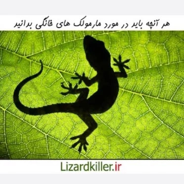 سم مارمولک کش لیزارد LIZARD قاتل مارمولک های مزاحم ارسال رایگان