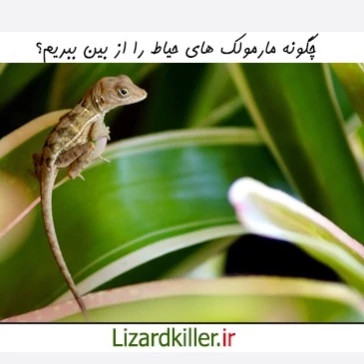 سم مارمولک کش لیزارد LIZARD قاتل مارمولک های مزاحم ارسال رایگان