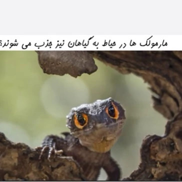 سم مارمولک کش ساویر SAWYER اورجینال ارسال رایگان