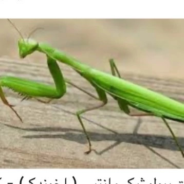 سم ملخ کش و آخوندک کش آکواپای آلمانی ارسال رایگان