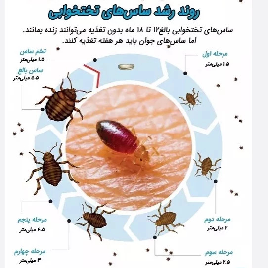سم 4 لیتری نسخه اصلی پیرانا Pyranha اورجینال ارسال رایگان