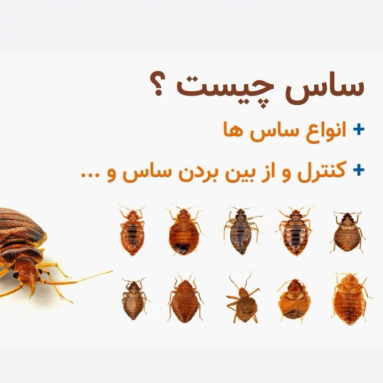 سم 4 لیتری نسخه اصلی پیرانا Pyranha اورجینال ارسال رایگان