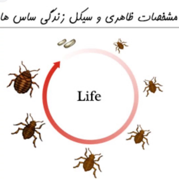 سم 4 لیتری نسخه اصلی پیرانا Pyranha اورجینال ارسال رایگان
