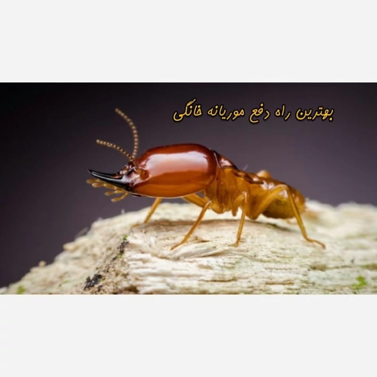 سم موریانه کش ترمیدور Termidor با ضمانت نسخه اورجینال ارسال رایگان