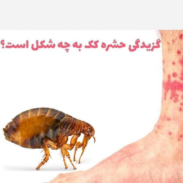 سم کک کش کلین آپ نابود کننده انوع کک ها یک لیتری ارسال رایگان