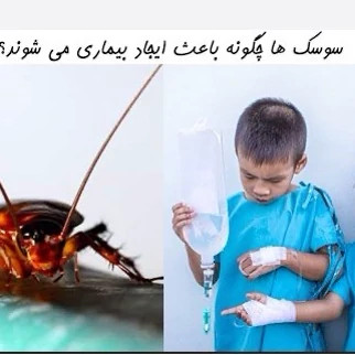 سم سوسک ریپلزال تحت لیسانس درجه یک با ضمانت ریشه کشی کامل