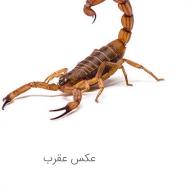 سم عقرب کش پایروساید بی رقیب نسخه اصلی بایر