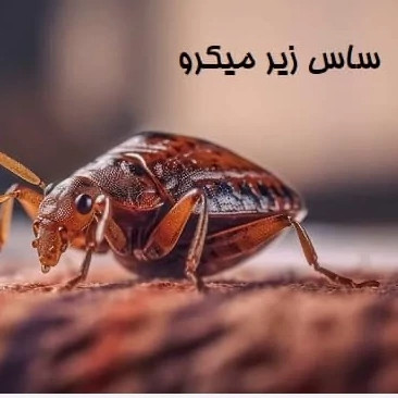 سم ساس کش پیرانا نسخه اصلی h به شرط مرجوعی کالا بدون بو
