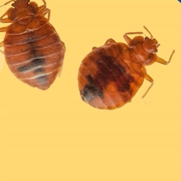 سم ساس کش پیرانا نسخه اصلی h به شرط مرجوعی کالا بدون بو