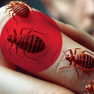 سم ساس کش پیرانا نسخه اصلی h به شرط مرجوعی کالا بدون بو