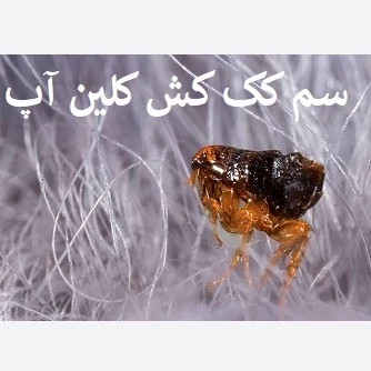 سم کک کش کلین آپ پاک سازی کننده انواع کک اورجینال