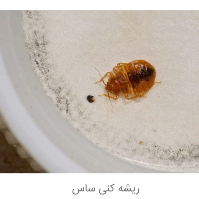 سم ساس بد باگ اوت نسخه اصلی اورجینال بی رقیب