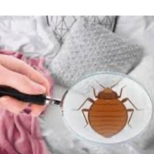 سم کشنده ساس پرومکس اورجینال بدون بو