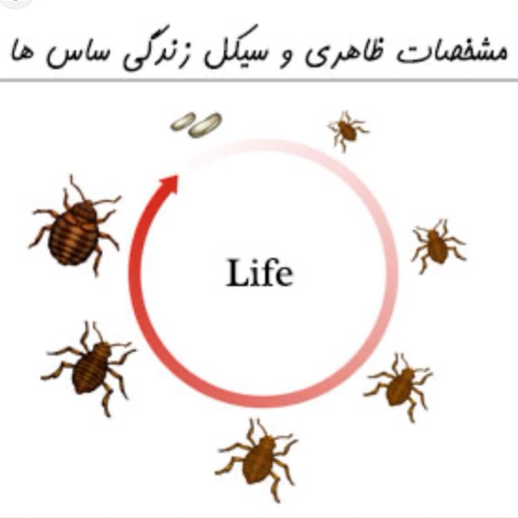سم کشنده ساس پرومکس اورجینال بدون بو