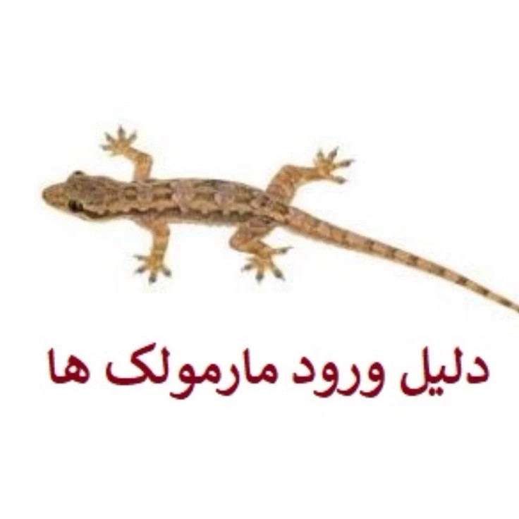 سم مارمولک کش ساویر یک لیتری بدون بو اورجینال