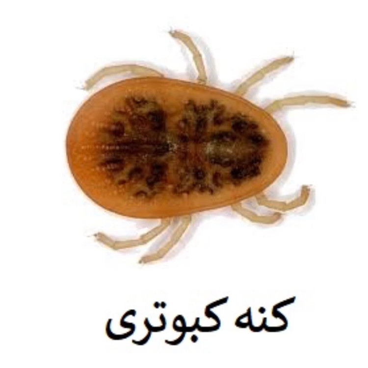 سم کنه کش تخصصی مکس فورس کنه نسخه اصلی