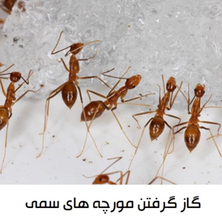 سم تخصصی ضد مورچه و موریانه انت کیلر سم نابود کننده مورچه انت کیلر ترکیبی از قویترین و مؤثرترین آفت کش های جهان می باشد.