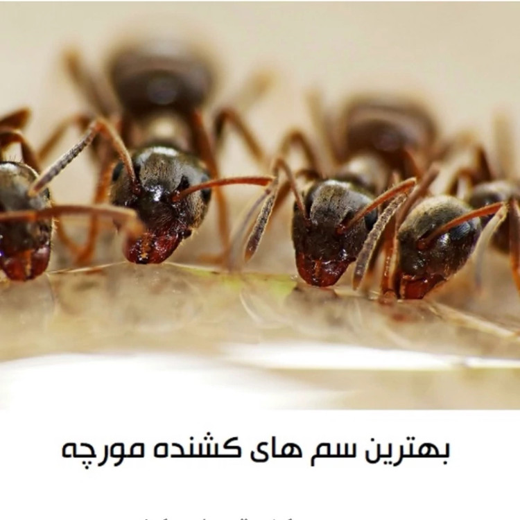 سم تخصصی ضد مورچه و موریانه انت کیلر سم نابود کننده مورچه انت کیلر ترکیبی از قویترین و مؤثرترین آفت کش های جهان می باشد.