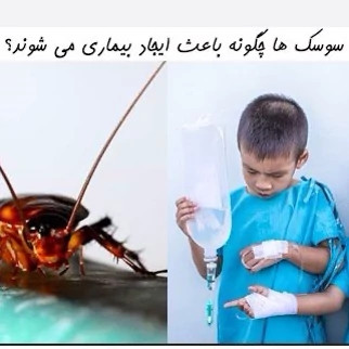 سم سوسک کش رونج Revenge اورجینال بدون بو