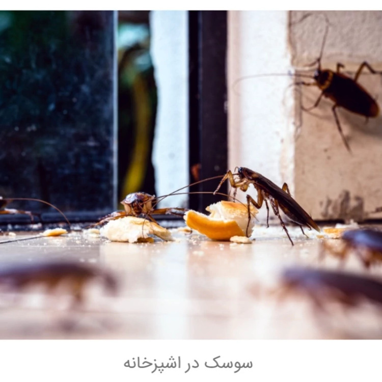 سم سوسک کش رونج Revenge اورجینال بدون بو
