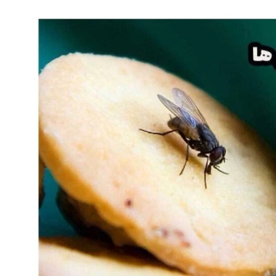 سم مگس کش دیویس اورجینال نابودکننده انواع مگس