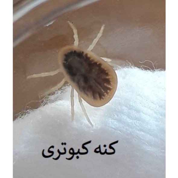 سم کنه کبوتری بلک فلگ اورجینال نابودی تضمینی انواع کنه