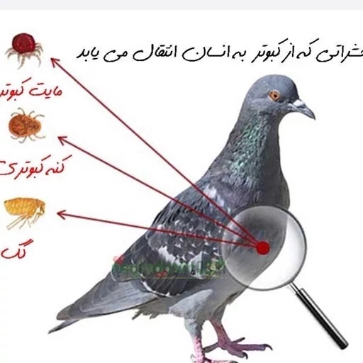 سم کنه کبوتری بلک فلگ اورجینال نابودی تضمینی انواع کنه
