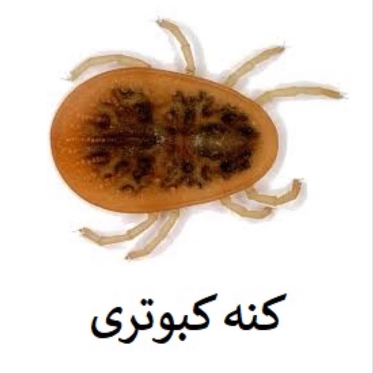 سم کنه کبوتری بلک فلگ اورجینال نابودی تضمینی انواع کنه