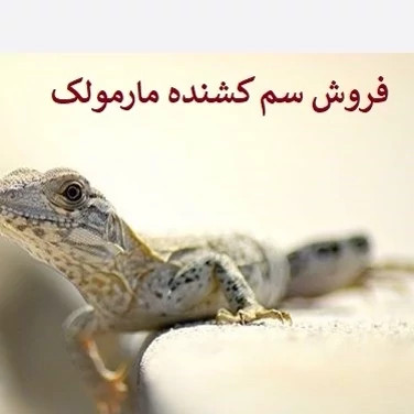 سم مارمولک کش لیزارد کشنده ترین سم ارسال رایگان
