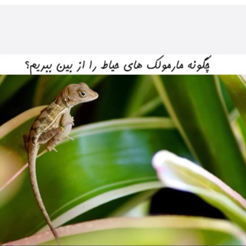 سم 4 لیتری مارمولک کش آکوشام چینی عمده ارسال رایگان