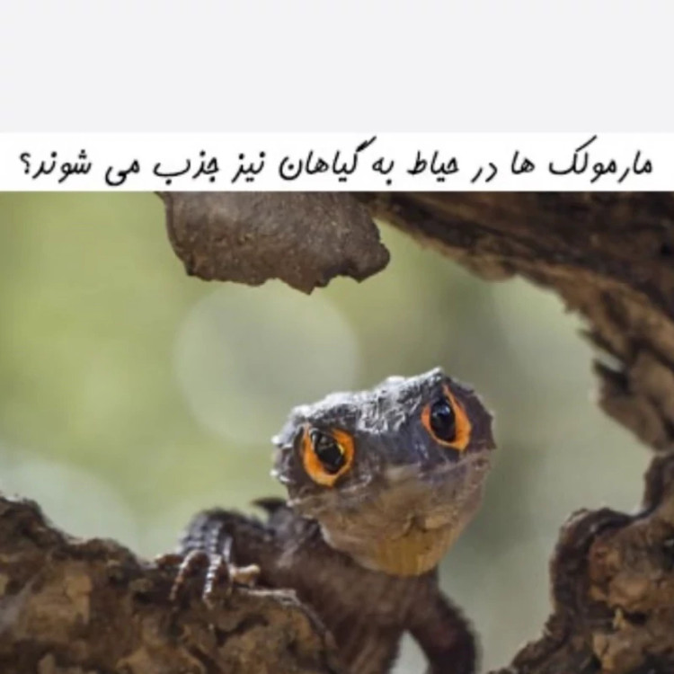 سم 4 لیتری مارمولک کش آکوشام چینی عمده ارسال رایگان