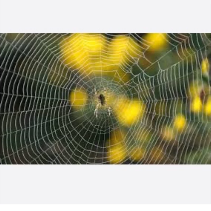 سم عنکبوت کش وب اوت Web OUt اورجینال ارسال رایگان