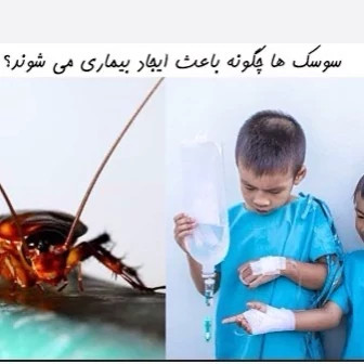 سم سوسک کش رونج رقیب سوسک های آلمانی ارسال رایگان