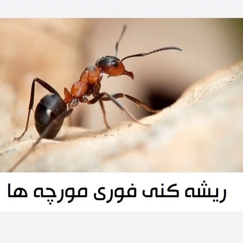 سم مورچه کش انت کیلر قاتل مورچه های زرد ریز ارسال رایگان