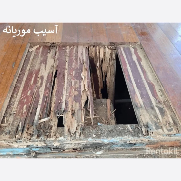 سم موریانه کش ترمیدور نسخه اصلی با ضمانت غرفه برتر ( ارسال رایگان )