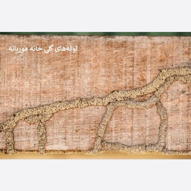 سم موریانه کش ترمیدور نسخه اصلی با ضمانت غرفه برتر ( ارسال رایگان )