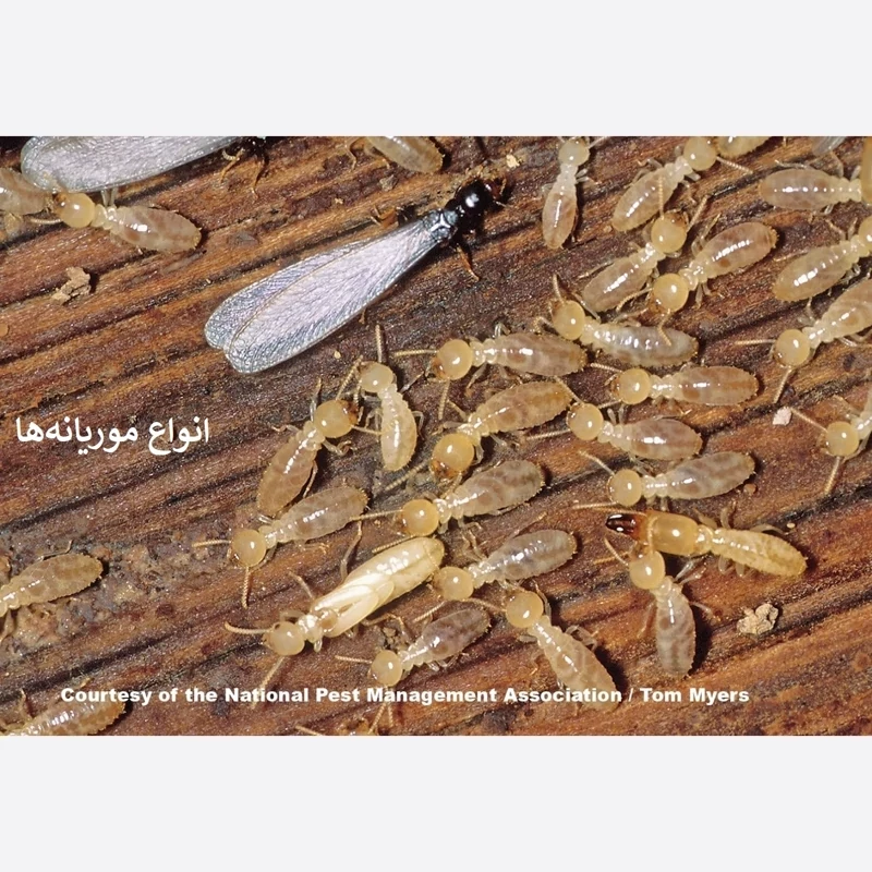 سم موریانه کش ترمیدور نسخه اصلی با ضمانت غرفه برتر ( ارسال رایگان )
