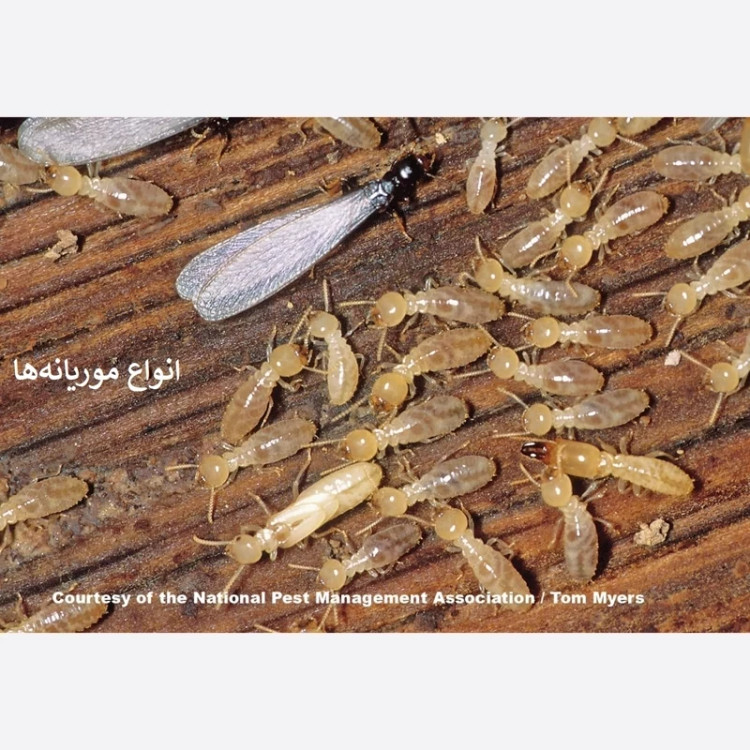 سم موریانه کش ترمیدور نسخه اصلی با ضمانت غرفه برتر ( ارسال رایگان )